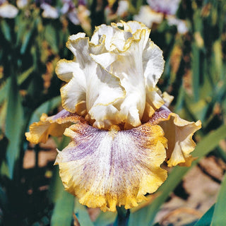 Ring Around Rosie Bearded Iris Seeds